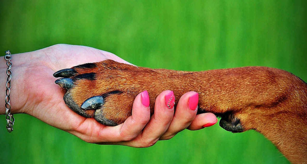 Hundetraining Tipps Frau mit Hund Pfote auf Hand