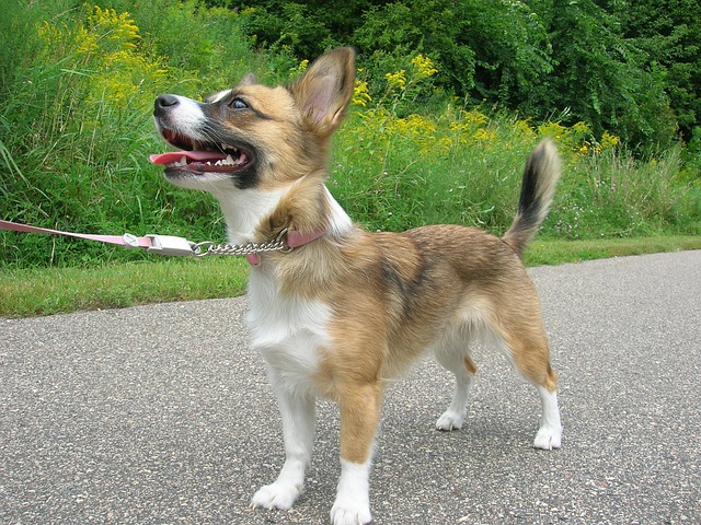 Leinenführung Hundetraining Junghund Leinenführigkeit trainieren