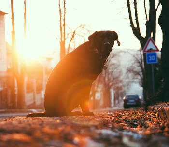Hund Sitz beibringen Straßenverkehr Straße Ampel