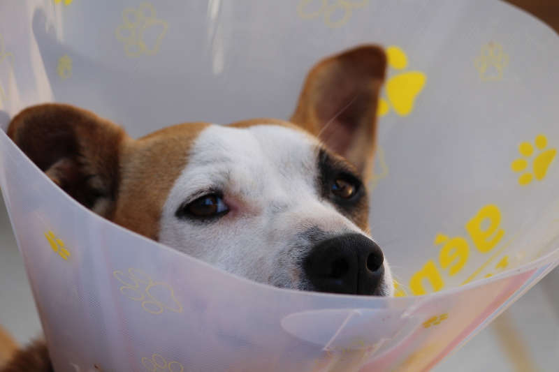 OP Versicherung für Hunde Halskrause Nachbehandlung
