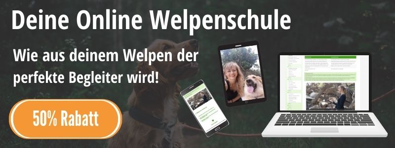 Welpenschule Online Sarah Löwenstein
