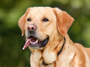 Hundeausbildung Online Hundeschule