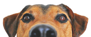 Hundeerziehung - Die Online Hundeschule