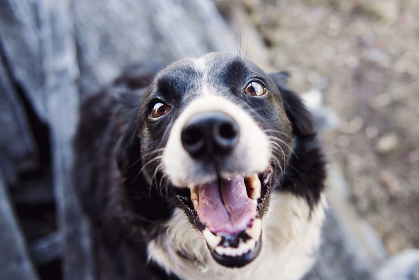 Hund anspringen abgewöhnen 3 leichte Tipps, die immer funktionieren