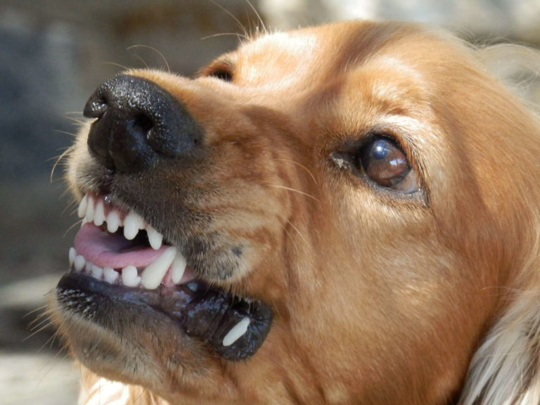 Körpersprache Hund verstehen Tipps für die perfekte Kommunikation