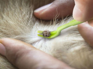 Zecke entfernen beim Hund mit einer Zeckenzange