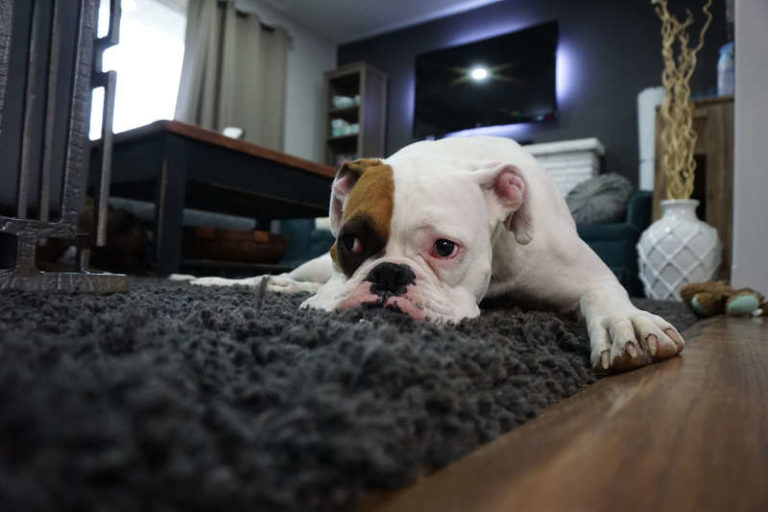 Hund pinkelt in die Wohnung Was kann ich tun? Tipps &amp; Tricks