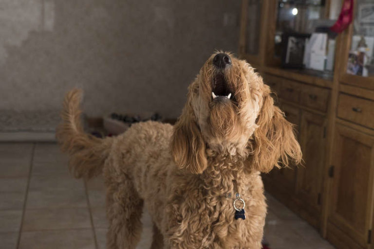 Hund das Bellen abgewöhnen 10 wirkungsvolle Tipps bei Dauerbellen