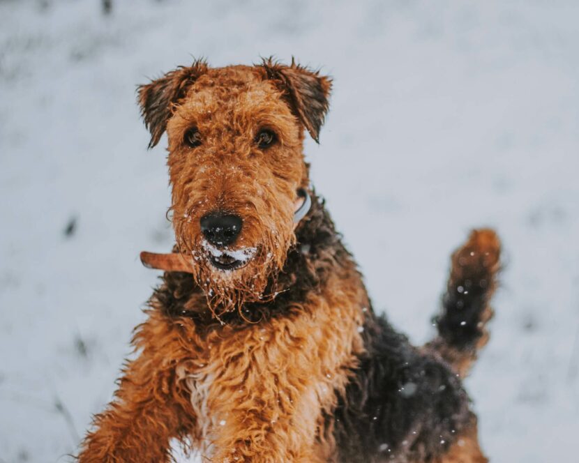 Hunderasse Airedale Terrier