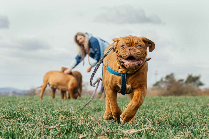 Richtig loben im Hundesport die-onlinehundeschule.de