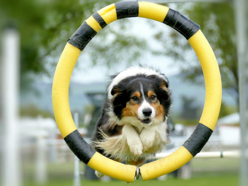 Sprungtechnik im Agility Hundesport Sprungtraining