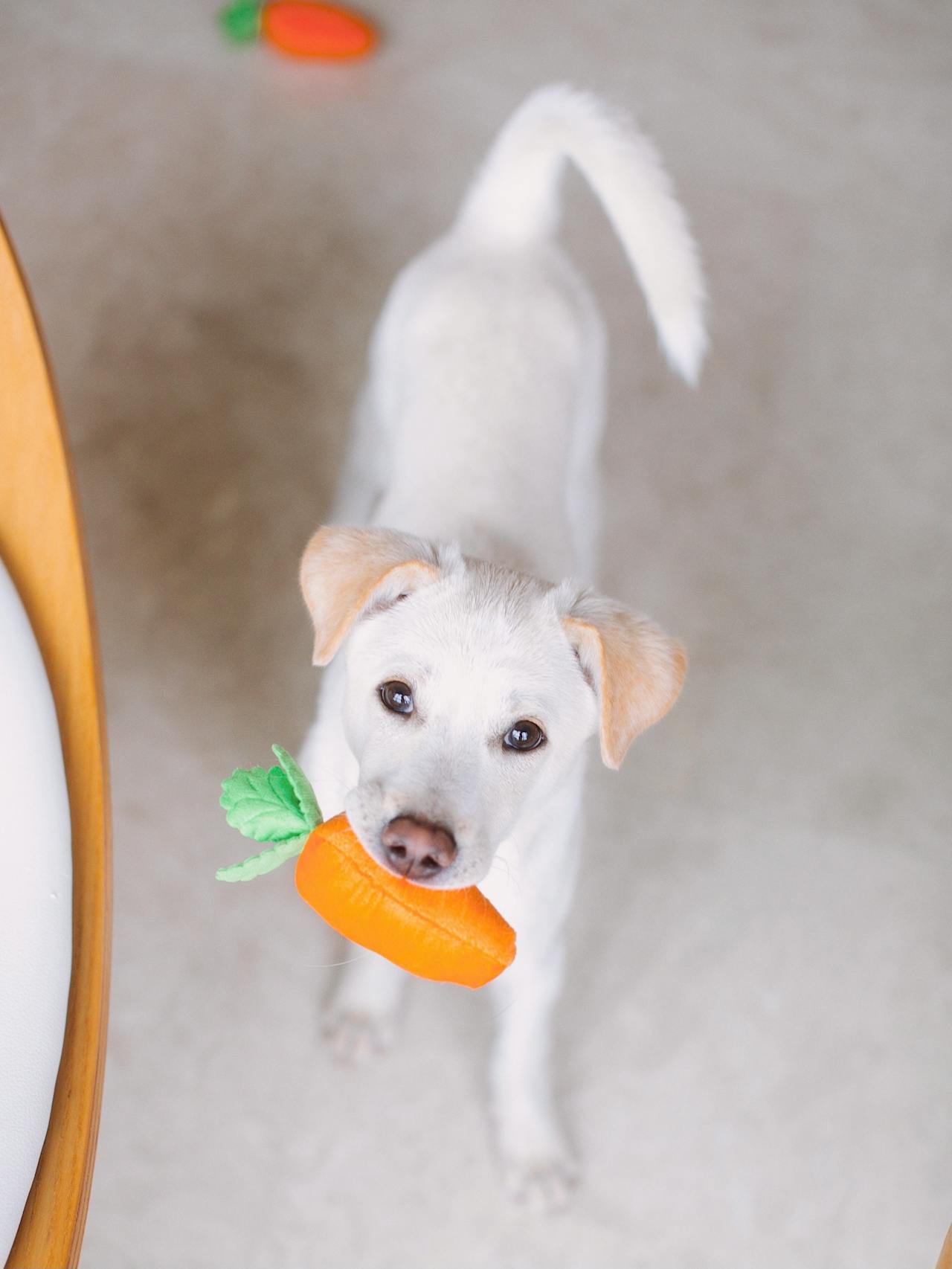 Vegetarische und vegane Ernährung beim Hund
